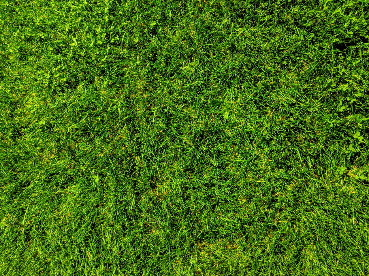 Come curare il prato dopo l’arieggiatura: ecco cosa devi fare