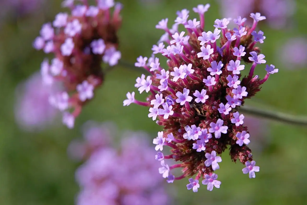Verbena: scopri subito quanta acqua serve per fioriture bellissime