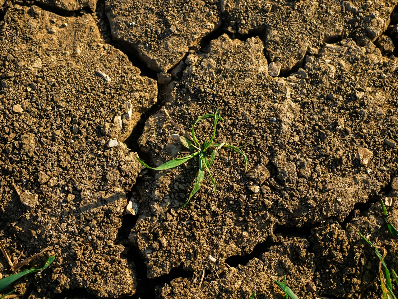 Hai notato il terreno troppo secco? Ecco come recuperare l’acqua piovana e risparmiare in giardino