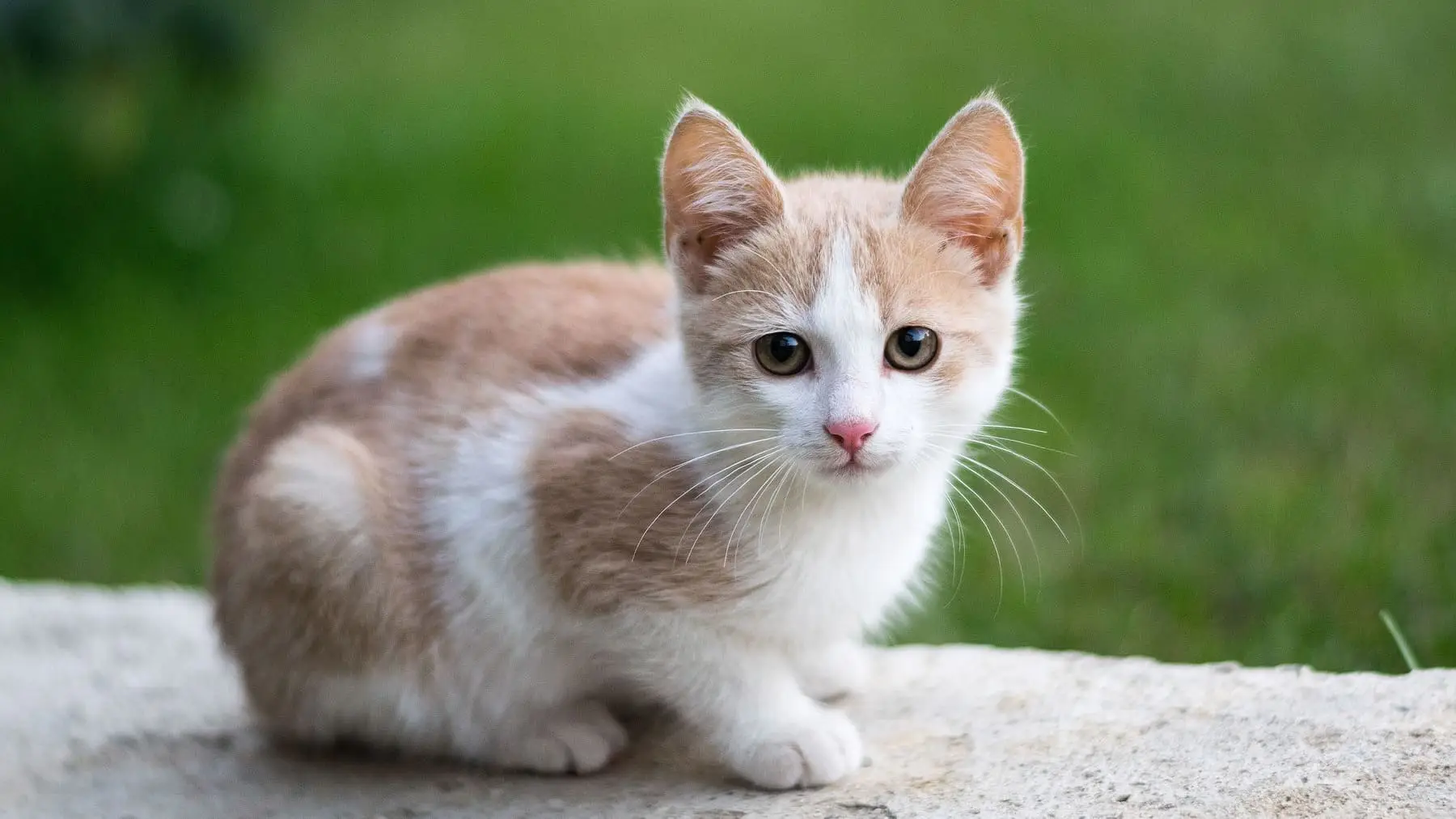 Se hai un gatto, scopri quale acqua scegliere per il suo benessere quotidiano