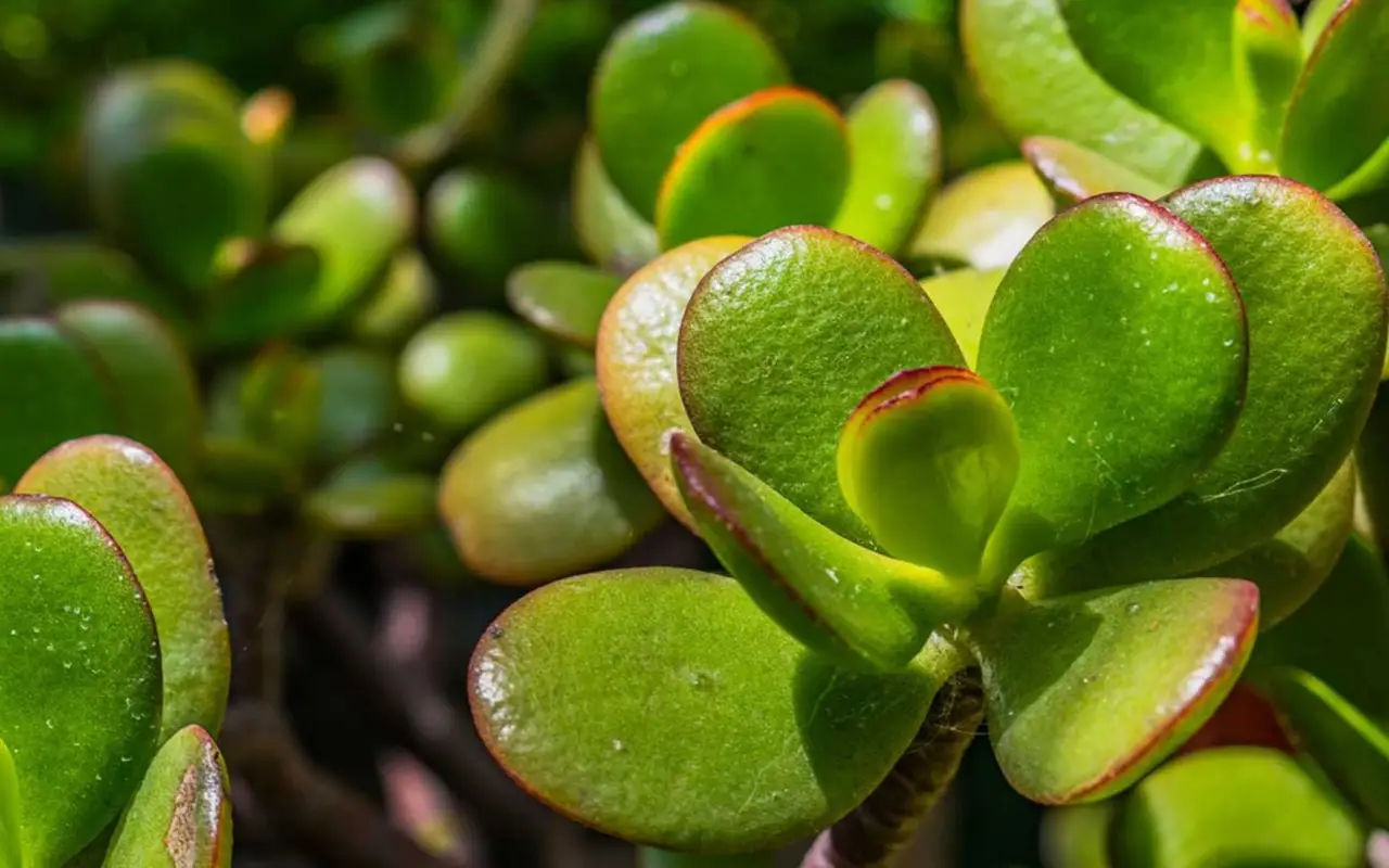 Albero di giada: ecco il segreto degli esperti per renderlo rigoglioso tutto l’anno