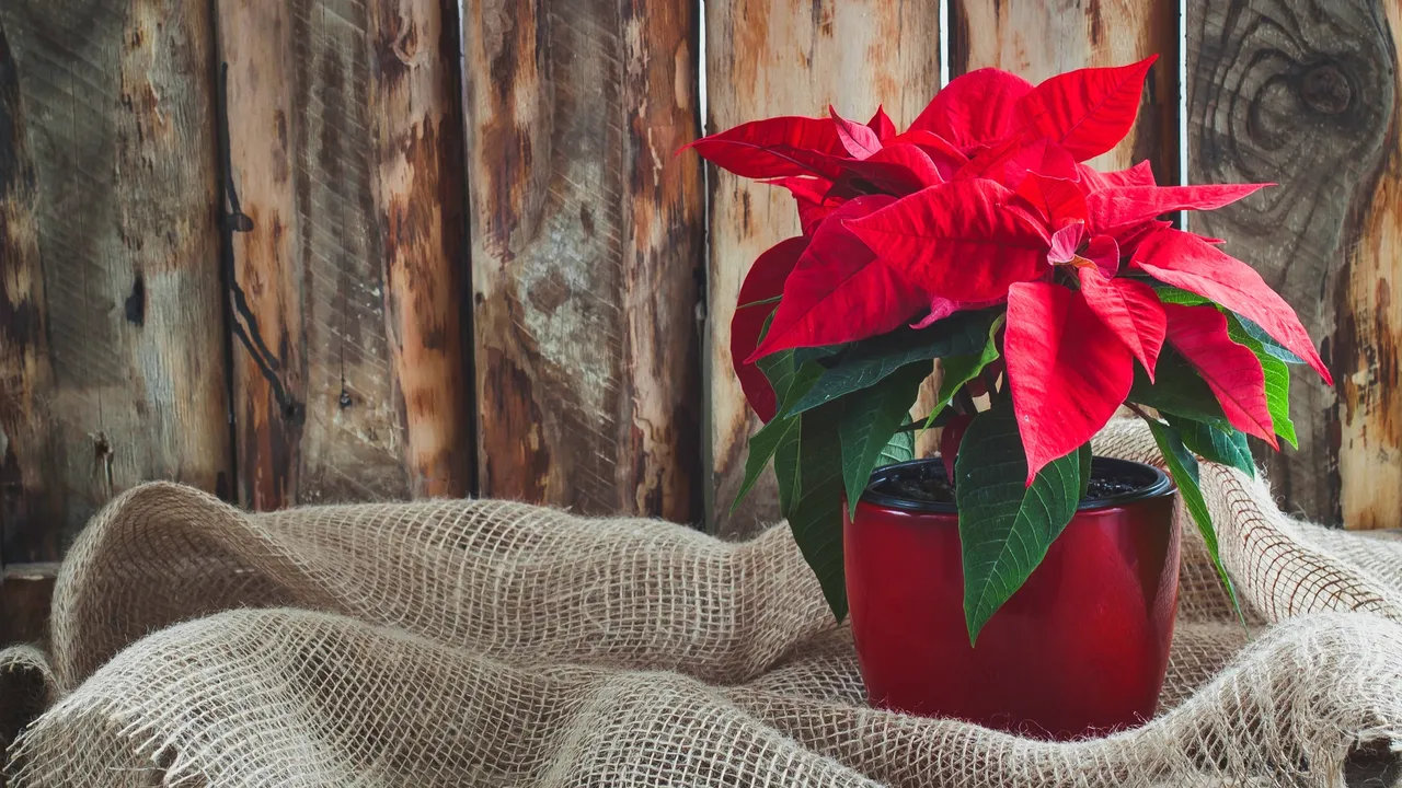 Attenzione: ecco quando togliere il tessuto non tessuto dalle tue piante