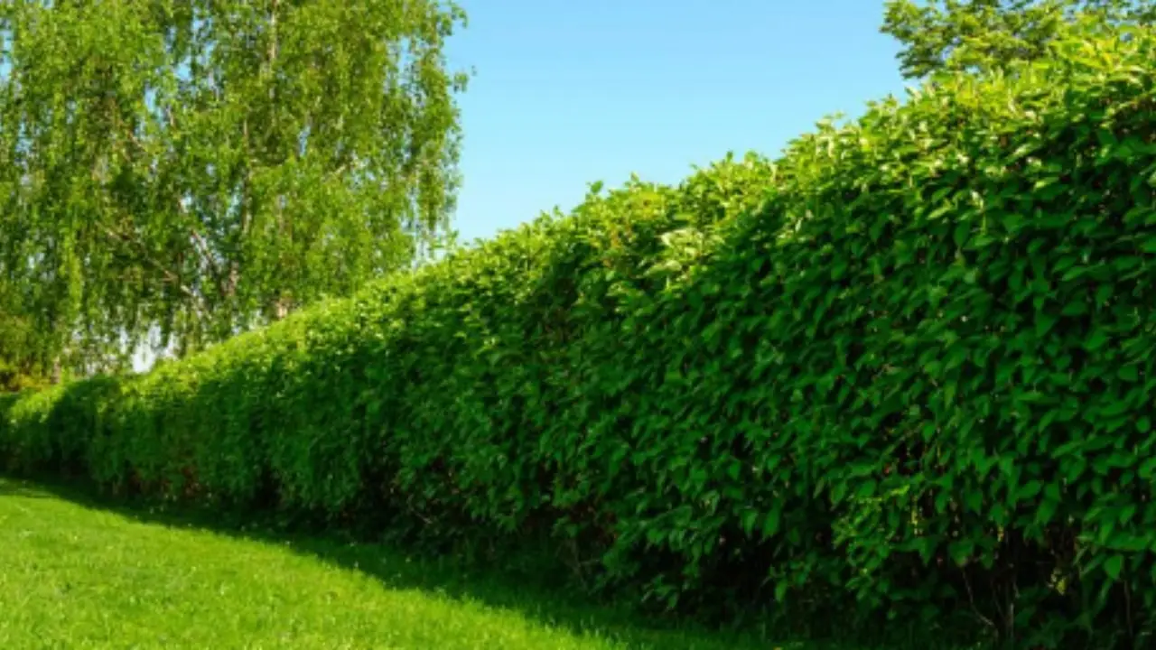 Quanto può aumentare il valore della tua casa installando una siepe al metro lineare?