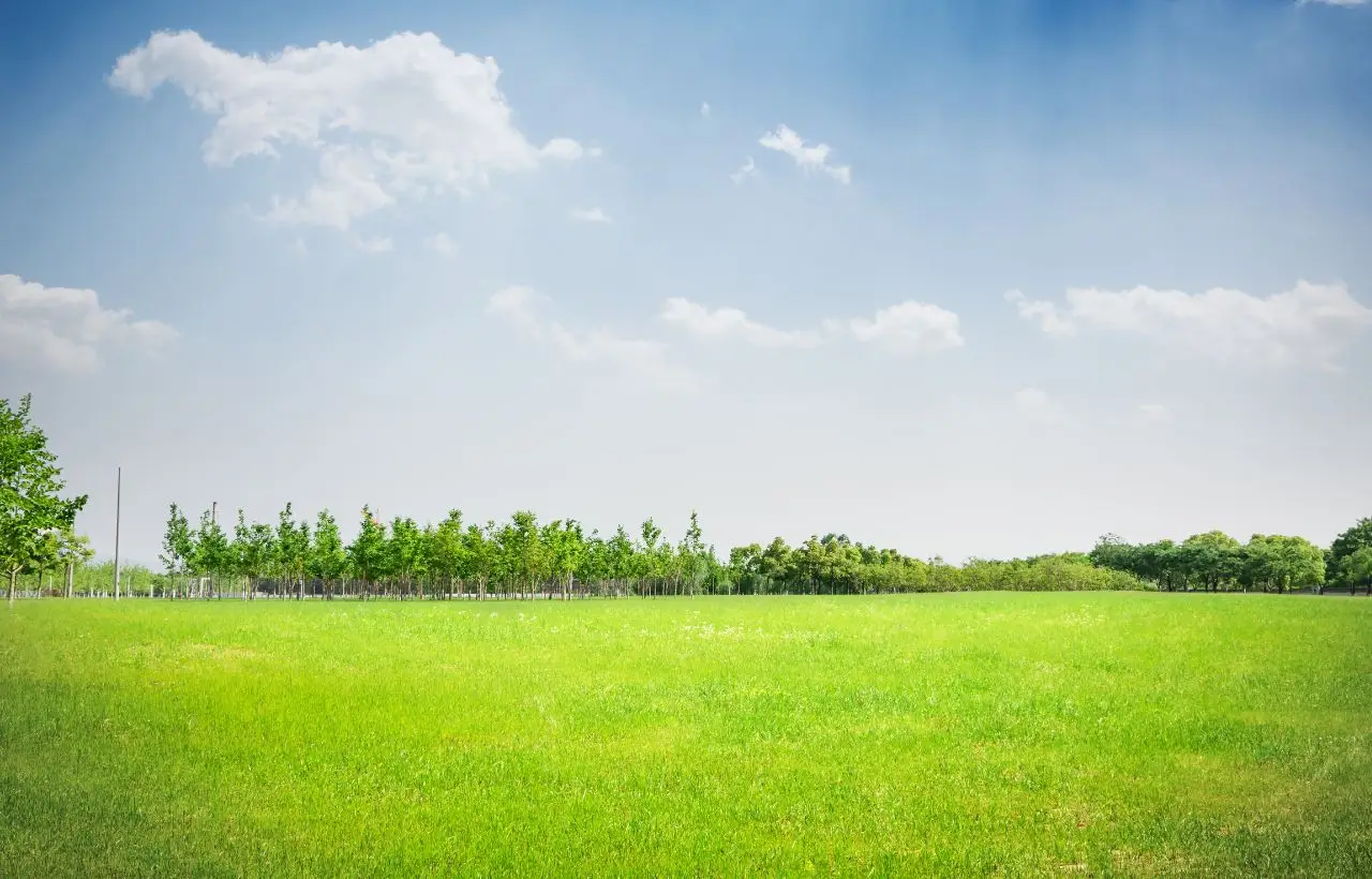 Trucco per avere subito un terreno pulito: adotta questa semplice soluzione naturale