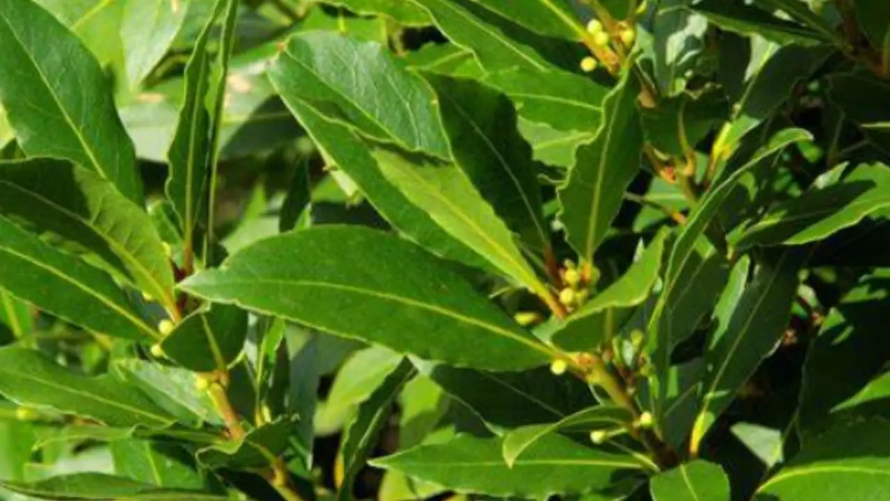 Alloro in casa: ecco il trucco per un profumo naturale che dura ore