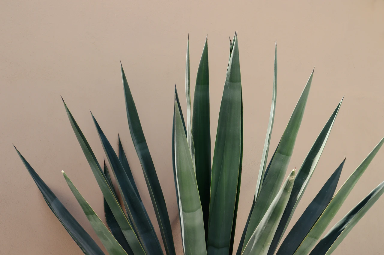 Non tenere l’agave fuori se fa così freddo: ecco la temperatura esatta che la uccide