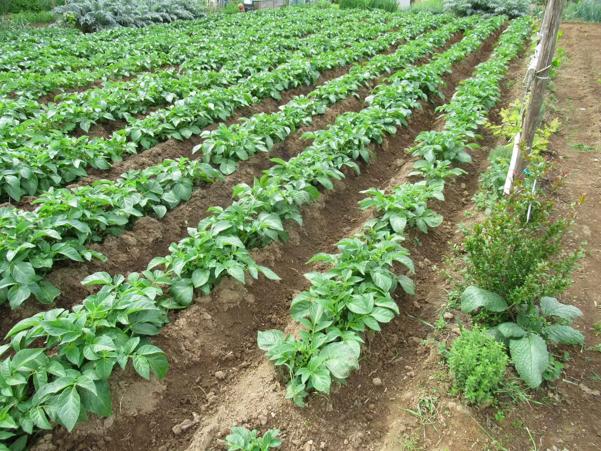 Come riconoscere i buchi del grillotalpa: ecco cosa guardare