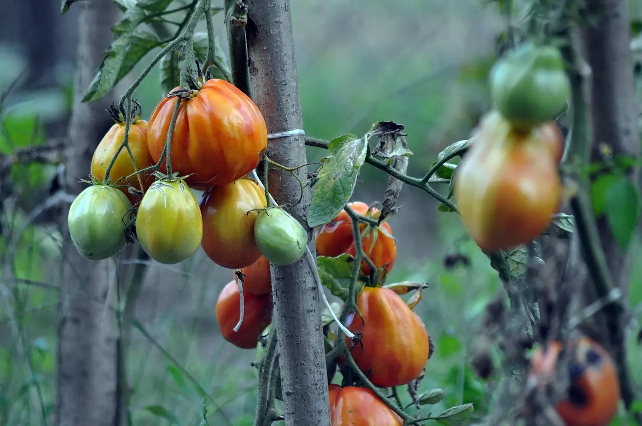 Stai uccidendo le tue piante di pomodoro se le esponi a questa temperatura