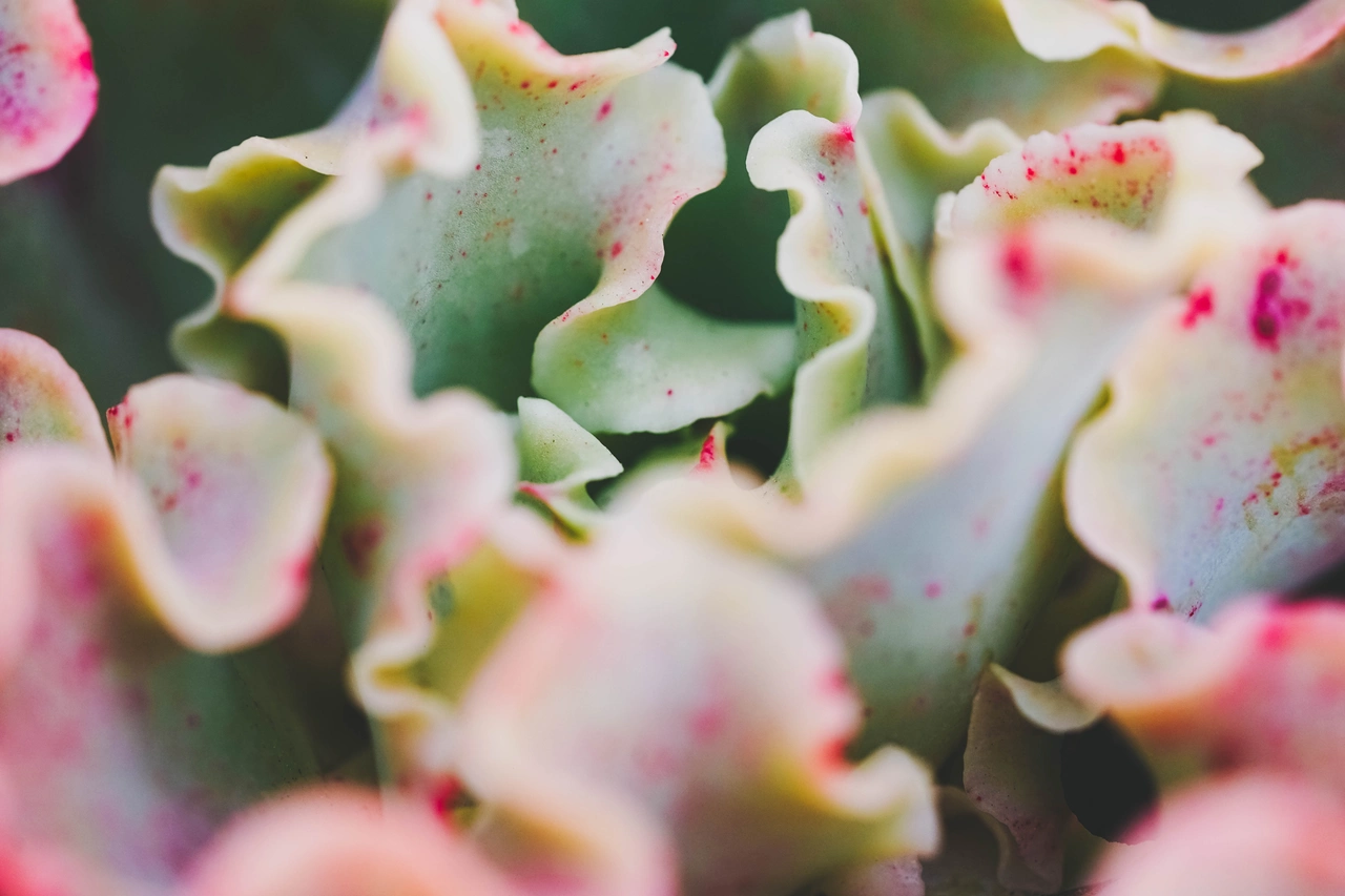 Se noti queste macchie strane sulle tue piante grasse stanno soffrendo per il sole