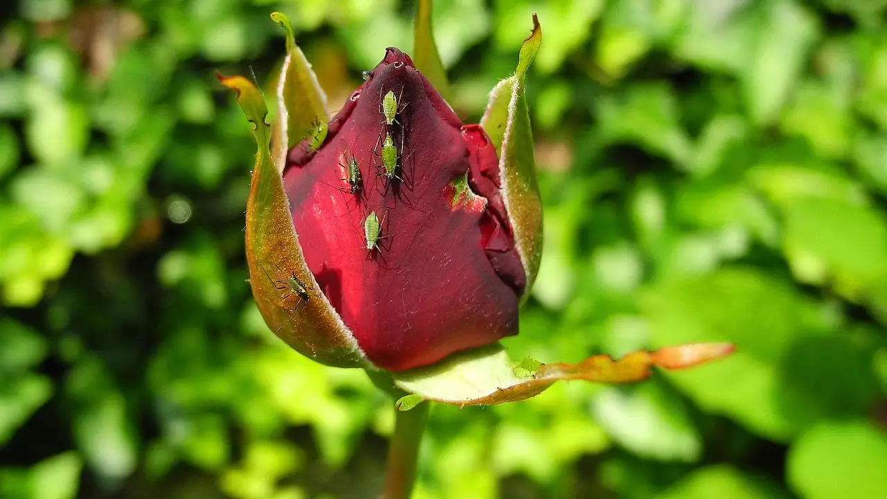 Piante ricoperte di pidocchi verdi o neri? Ecco il rimedio naturale per eliminarli subito