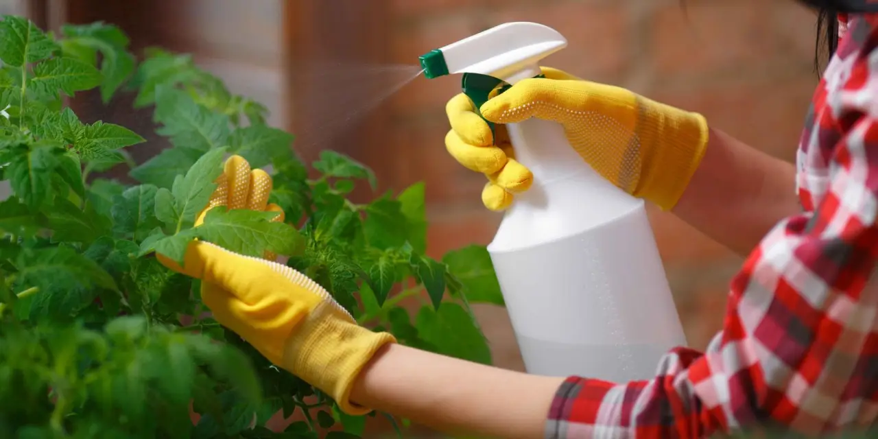 La ricetta naturale per disinfettare le piante dagli insetti senza usare prodotti chimici