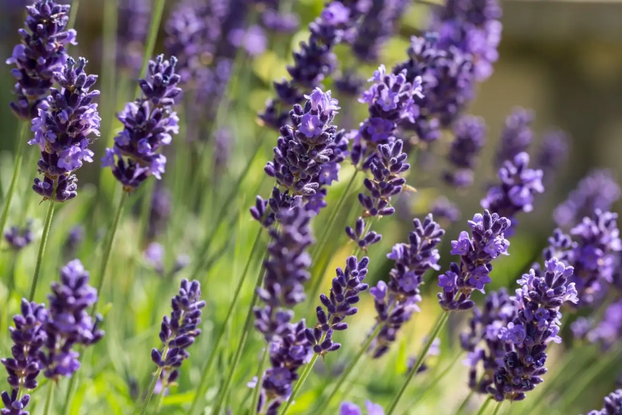 La lavanda resiste al gelo? Attenzione a questa temperatura limite per non ucciderla