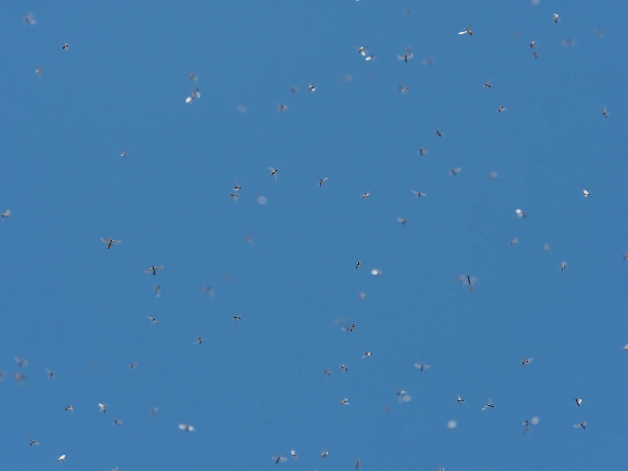 Il metodo definitivo per bloccare la proliferazione delle zanzare: ecco l’antilarvale naturale