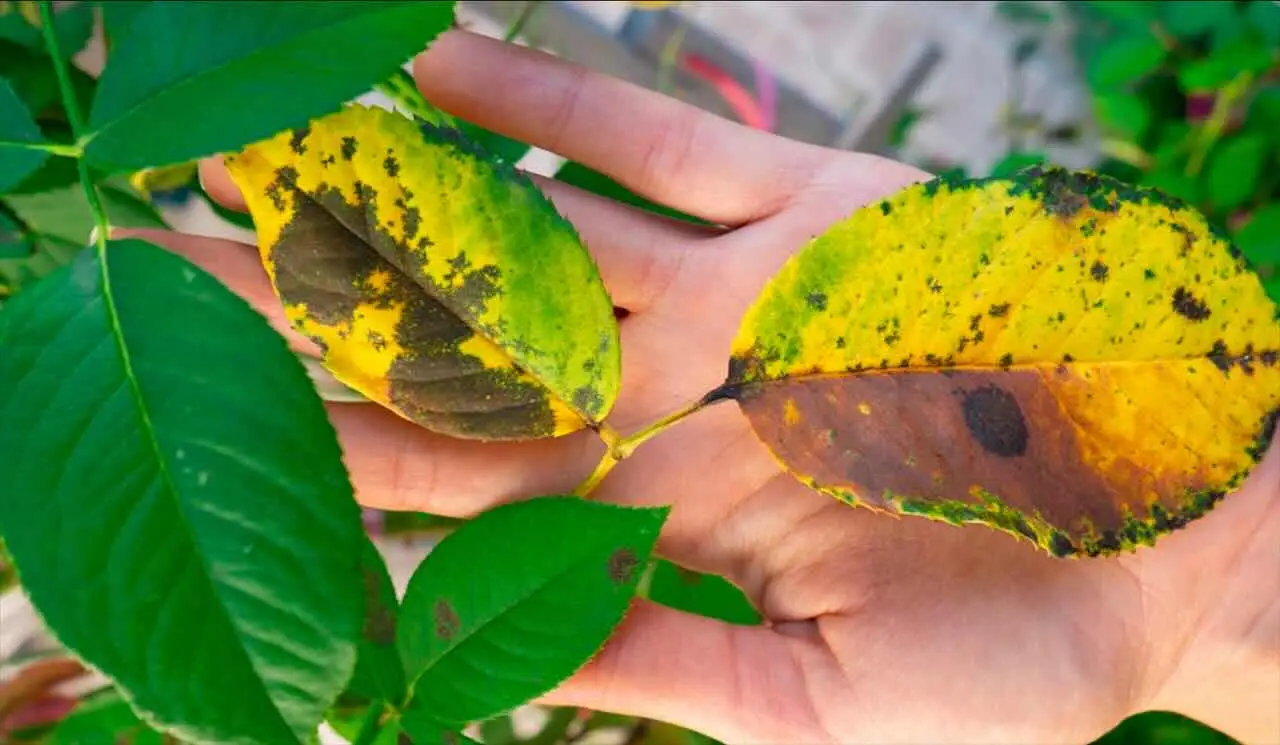 Macchie sulle foglie o muffa bianca? Ecco le malattie fungine più comuni che stanno uccidendo le tue piante