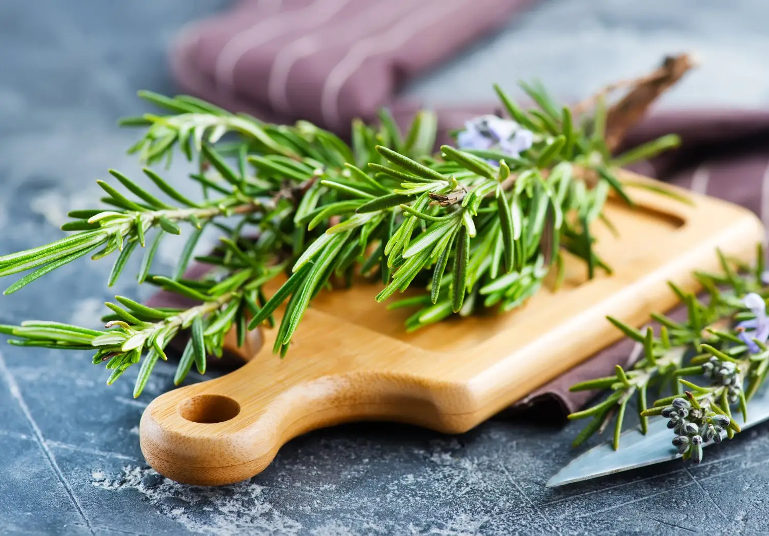 Non mettere questa pianta vicino al rosmarino: si odiano e stentano a crescere