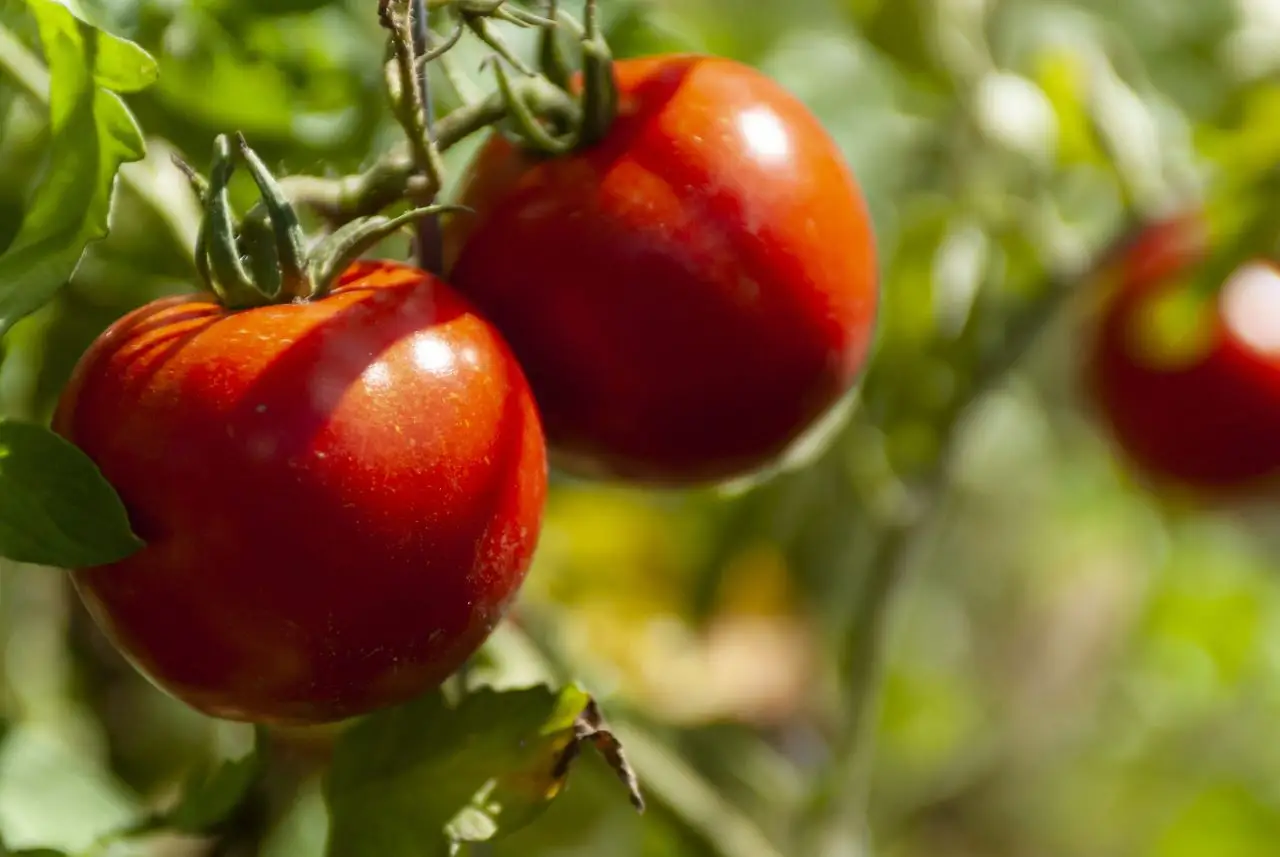 Il sorprendente metodo per coltivare pomodori quasi senza usare acqua: risparmi e sono più buoni
