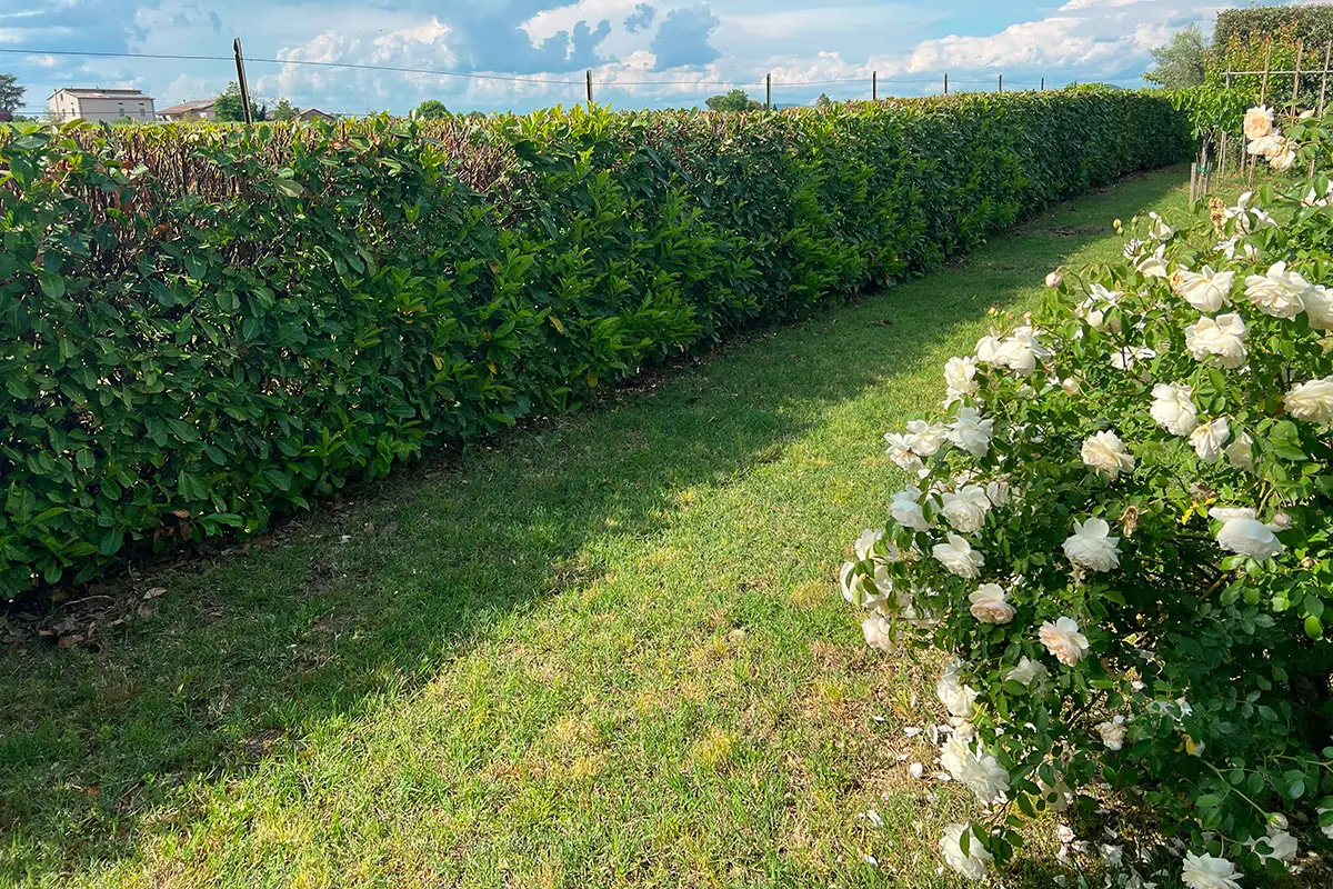 Cerchi una siepe resistente e elegante? Ecco l’alternativa al viburno che cresce più in fretta