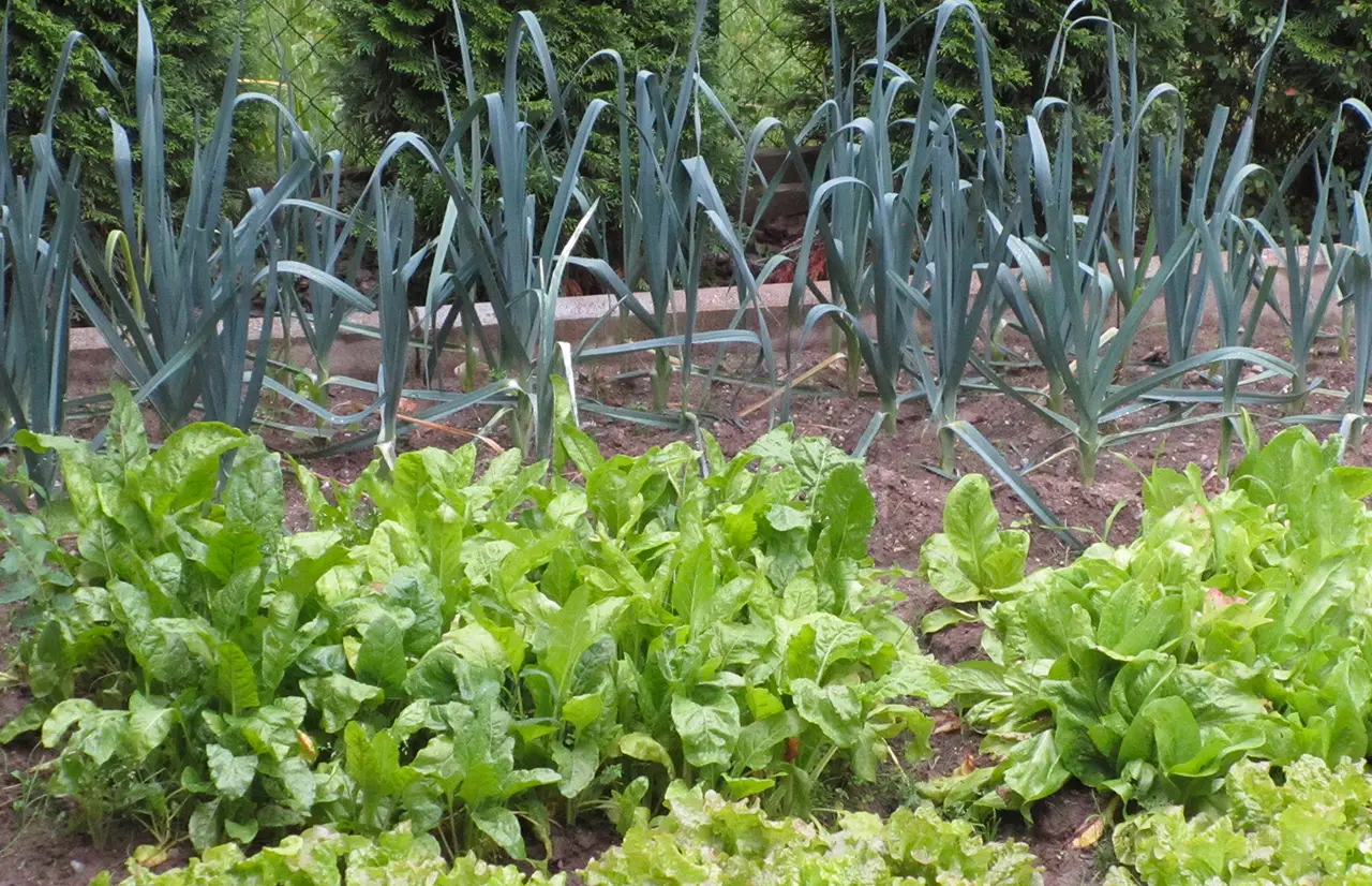 L’orto che si coltiva da solo: ecco le verdure perenni che durano per anni senza cure