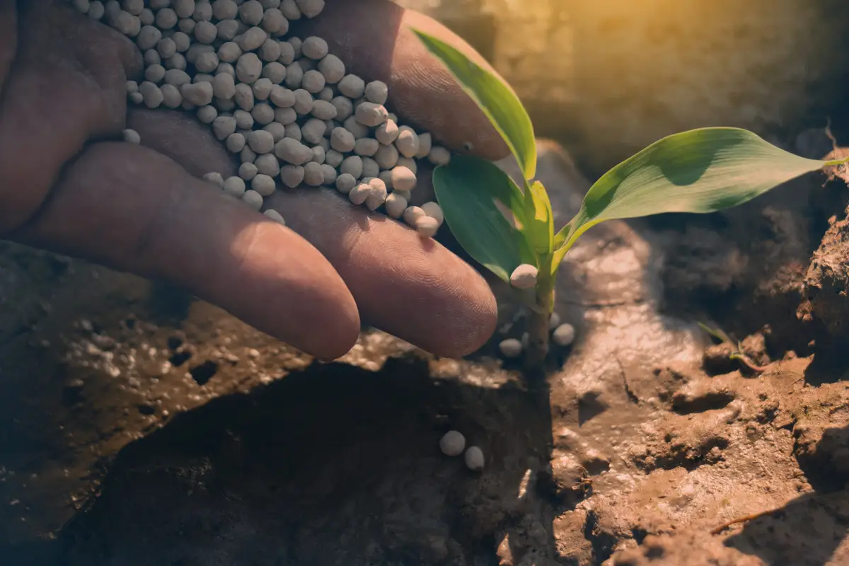 La tua pianta è ferma e ingiallita? Ecco il segnale chiaro che ha urgente bisogno di concime