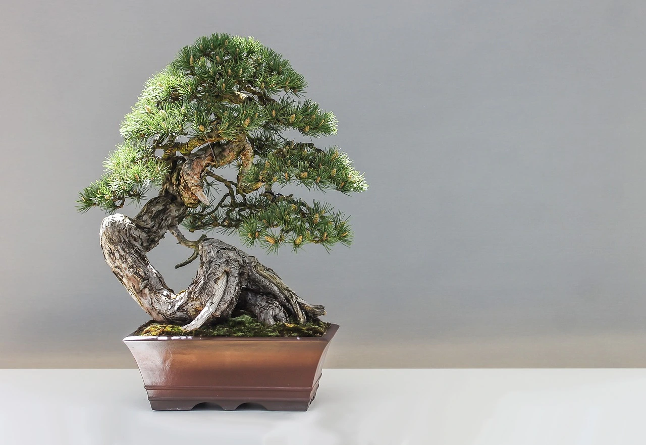 Vuoi un bonsai in casa? Ecco le poche varietà che resistono davvero all’interno