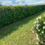 L’errore che stai facendo in giardino e che lo rende subito più brutto e disordinato