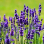 Come piantare la lavanda in vaso? Ecco il segreto per una crescita rigogliosa senza fatica