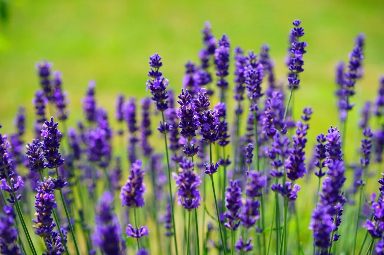 Come piantare la lavanda in vaso? Ecco il segreto per una crescita rigogliosa senza fatica