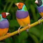 Attenzione alle regole: ecco il numero massimo di pappagalli che puoi tenere in casa legalmente