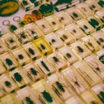 Il metodo sorprendente per conservare perfettamente un insetto trovato senza rovinarlo