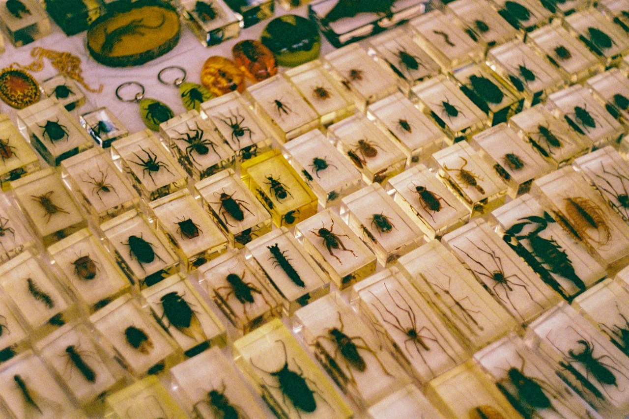 Il metodo sorprendente per conservare perfettamente un insetto trovato senza rovinarlo