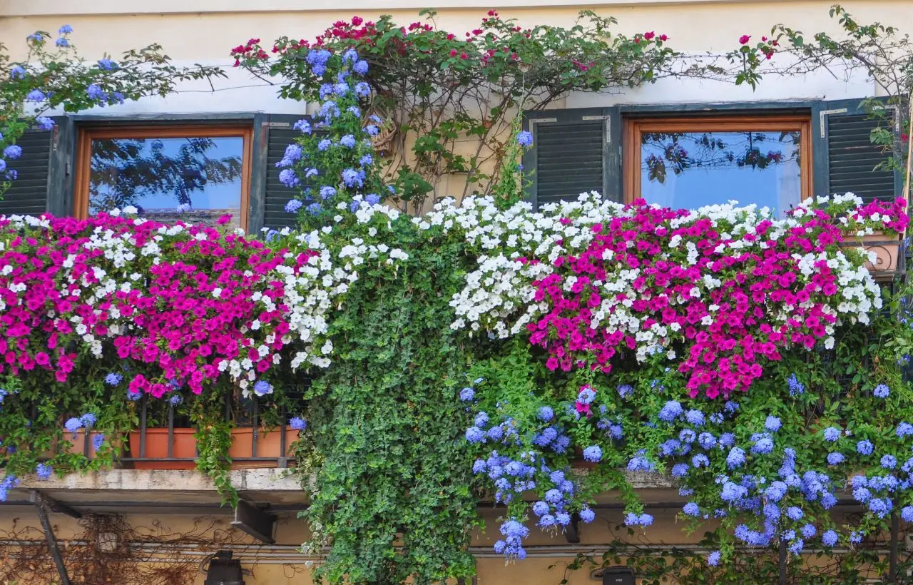 Vuoi un balcone fiorito anche in autunno? Ecco i fiori spettacolari che resistono a ottobre