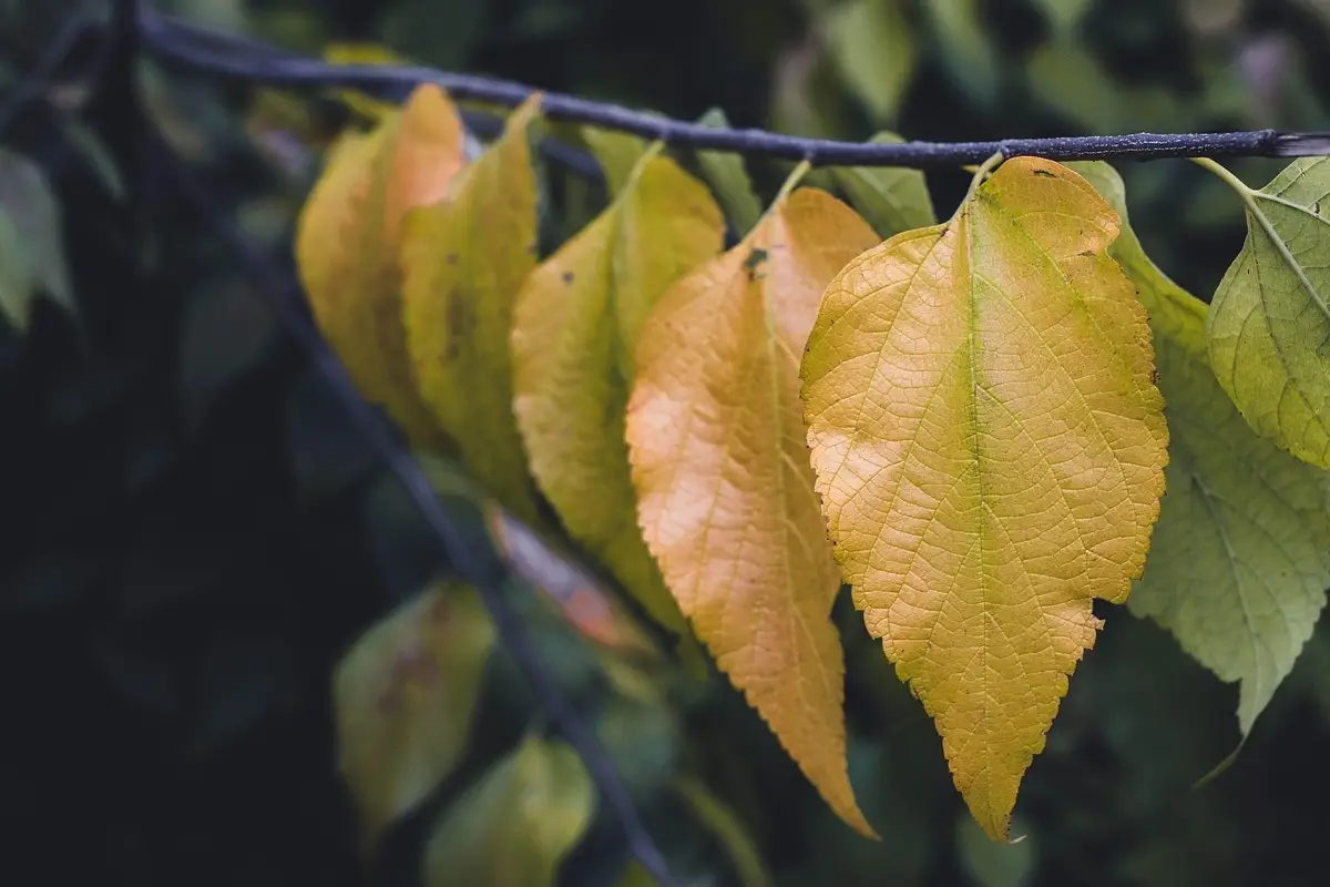 La tua zamioculcas ha foglie gialle o non cresce? Ecco l’errore comune che stai commettendo